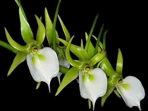 Angraecum eburneum